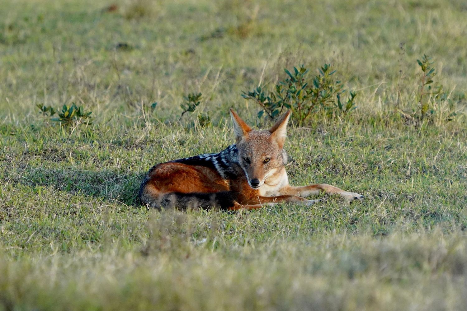 Baby deer resting in green grass during daytime.