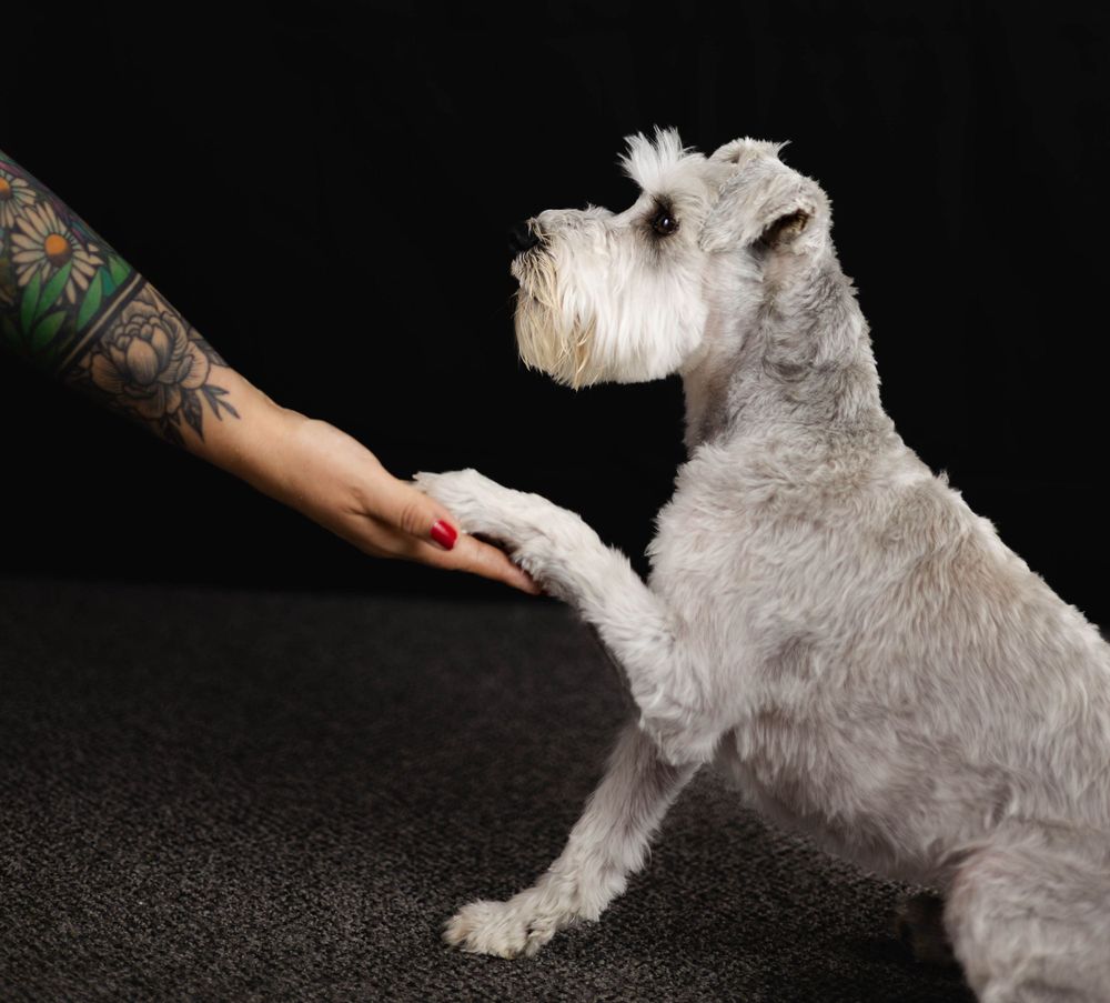 Grey Schnauzer giving high five to tattooed hand against black background.