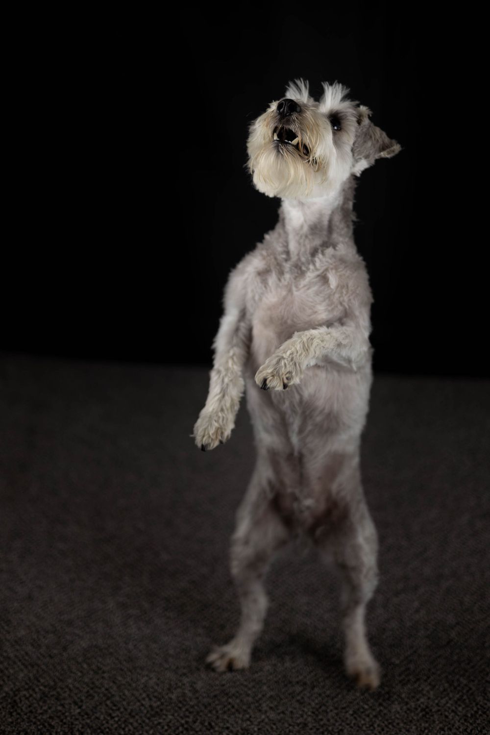 Schnauzer dog standing on hind legs against dark background.