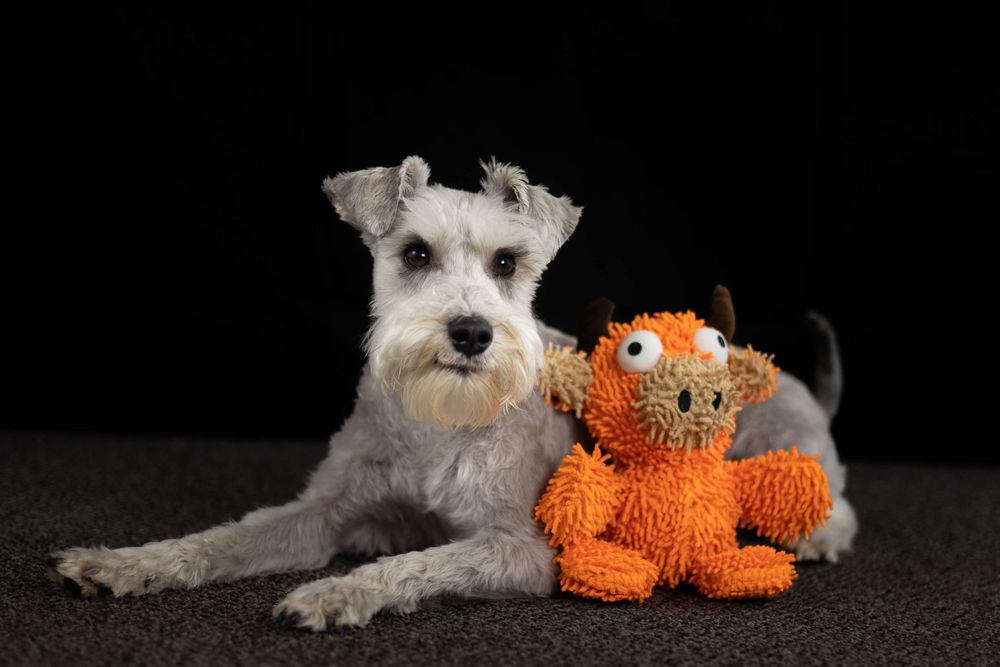 Grey Schnauzer dog lying next to orange plush toy on dark background.