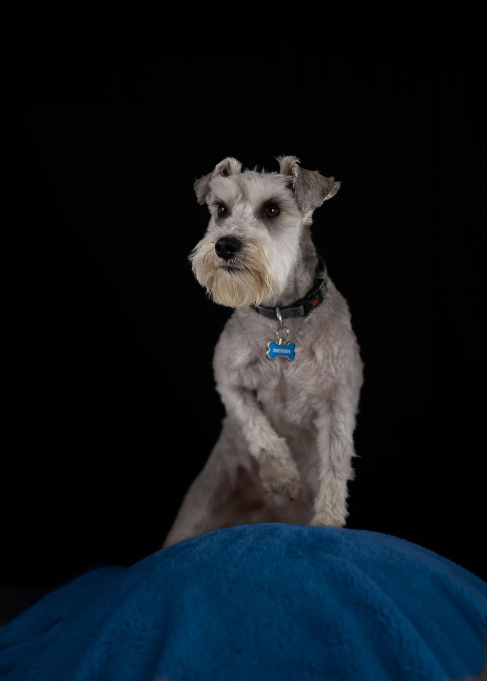 Grey Schnauzer dog with blue collar standing on blue cushion against dark background.