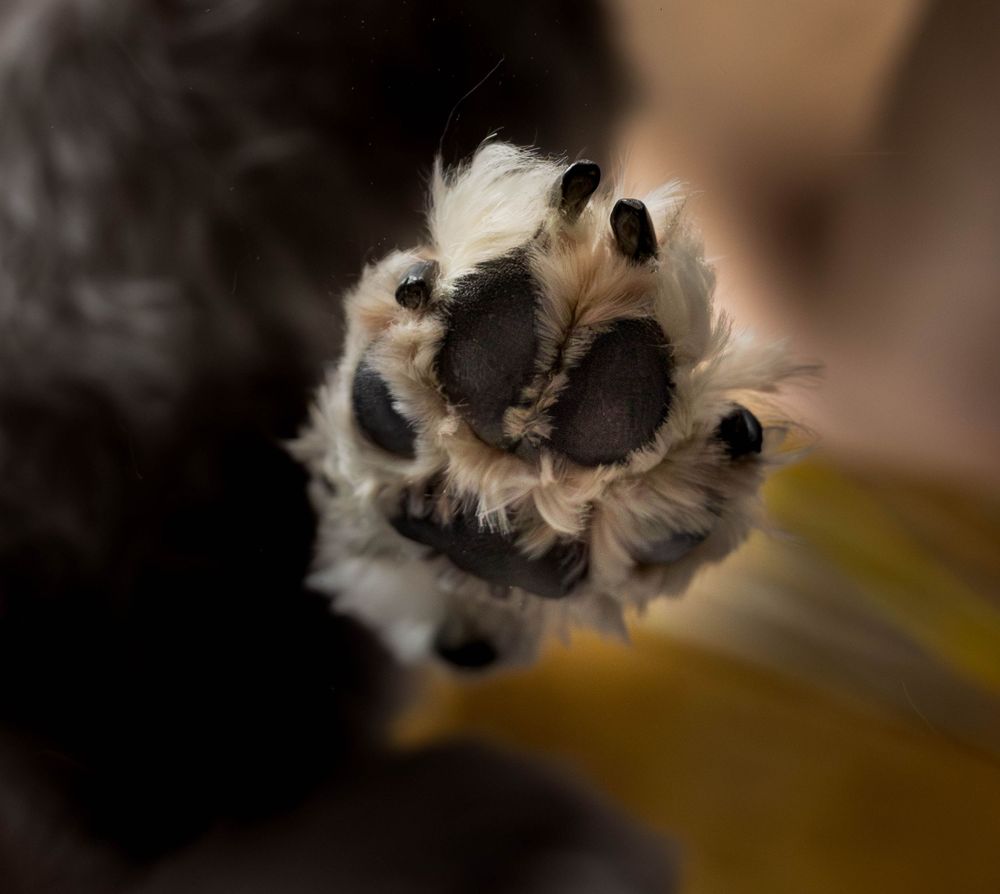Close-up of a dog's paw print in black ink against a light background.
