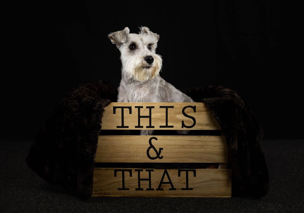 Grey Schnauzer dog posing with wooden blocks reading 'THIS & THAT'.