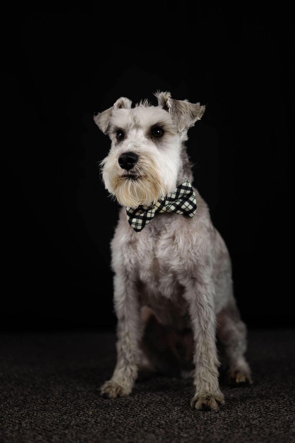 Schnauzer dog wearing checkered bowtie posing against black background.