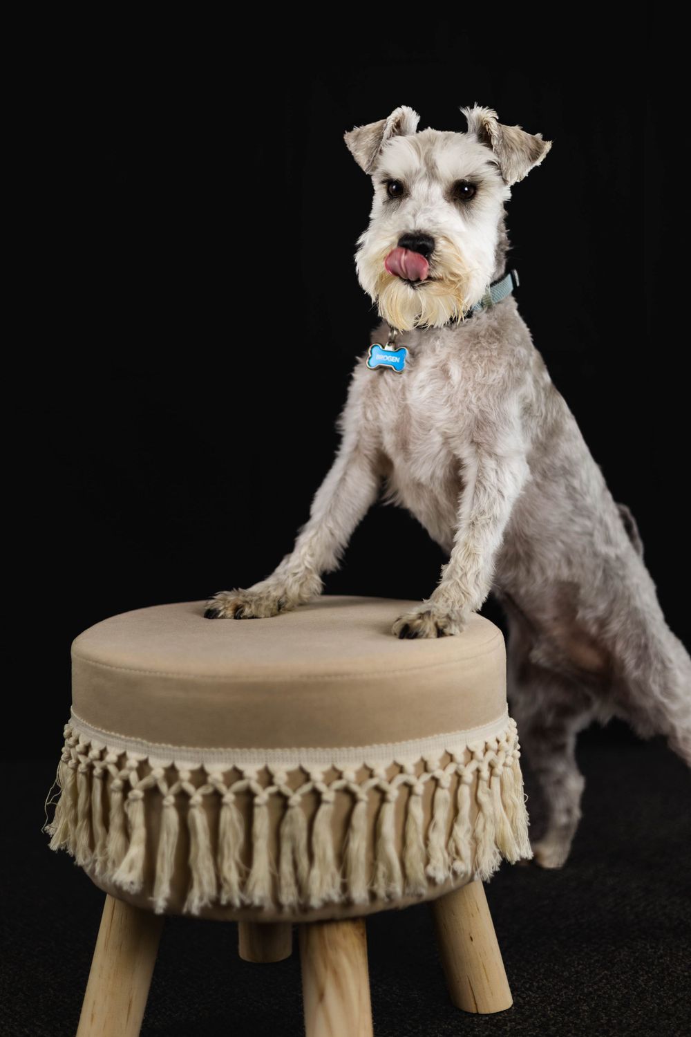 Schnauzer dog sitting on fringed footstool against black backdrop.
