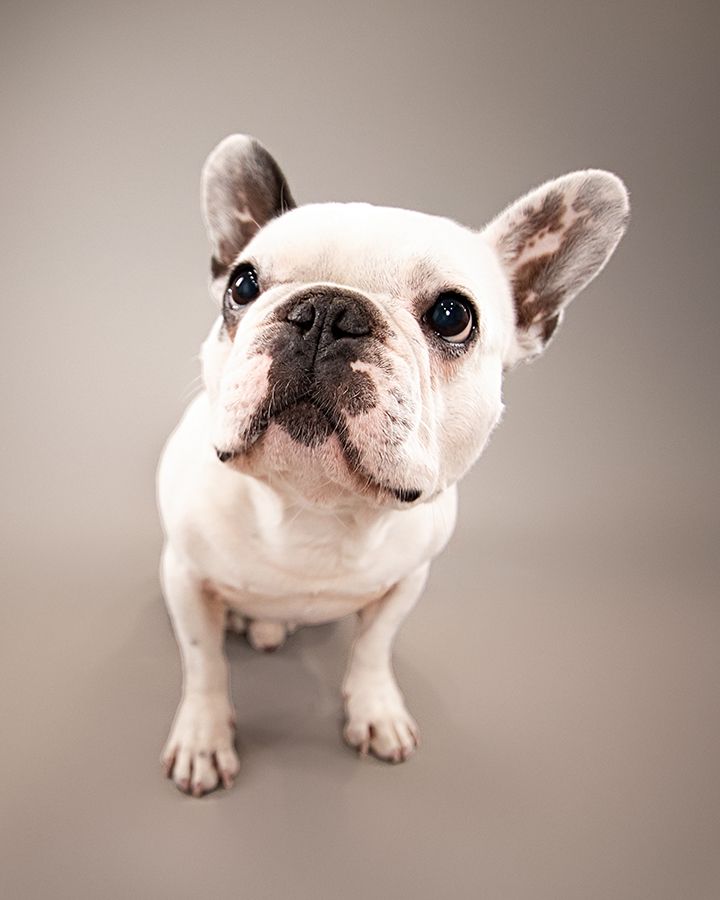 Chilliwack Dog Photographer - Best in Creations