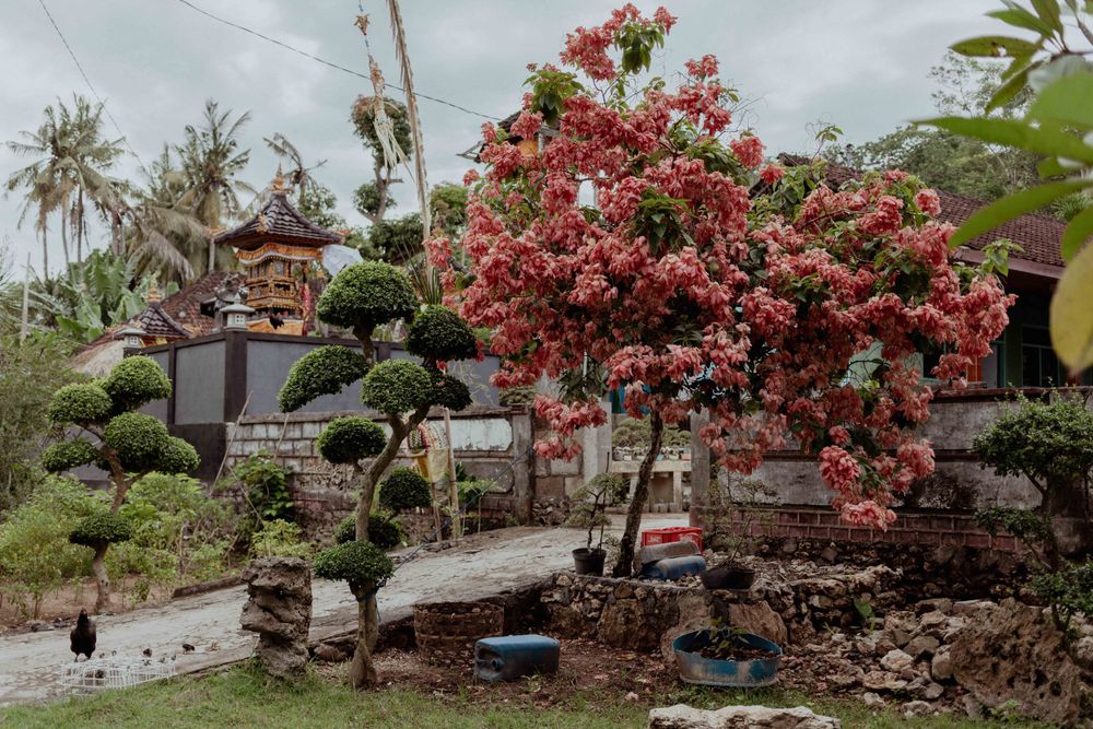 Japanese garden with pink bougainvillea tree and traditional architecture under cloudy skies.