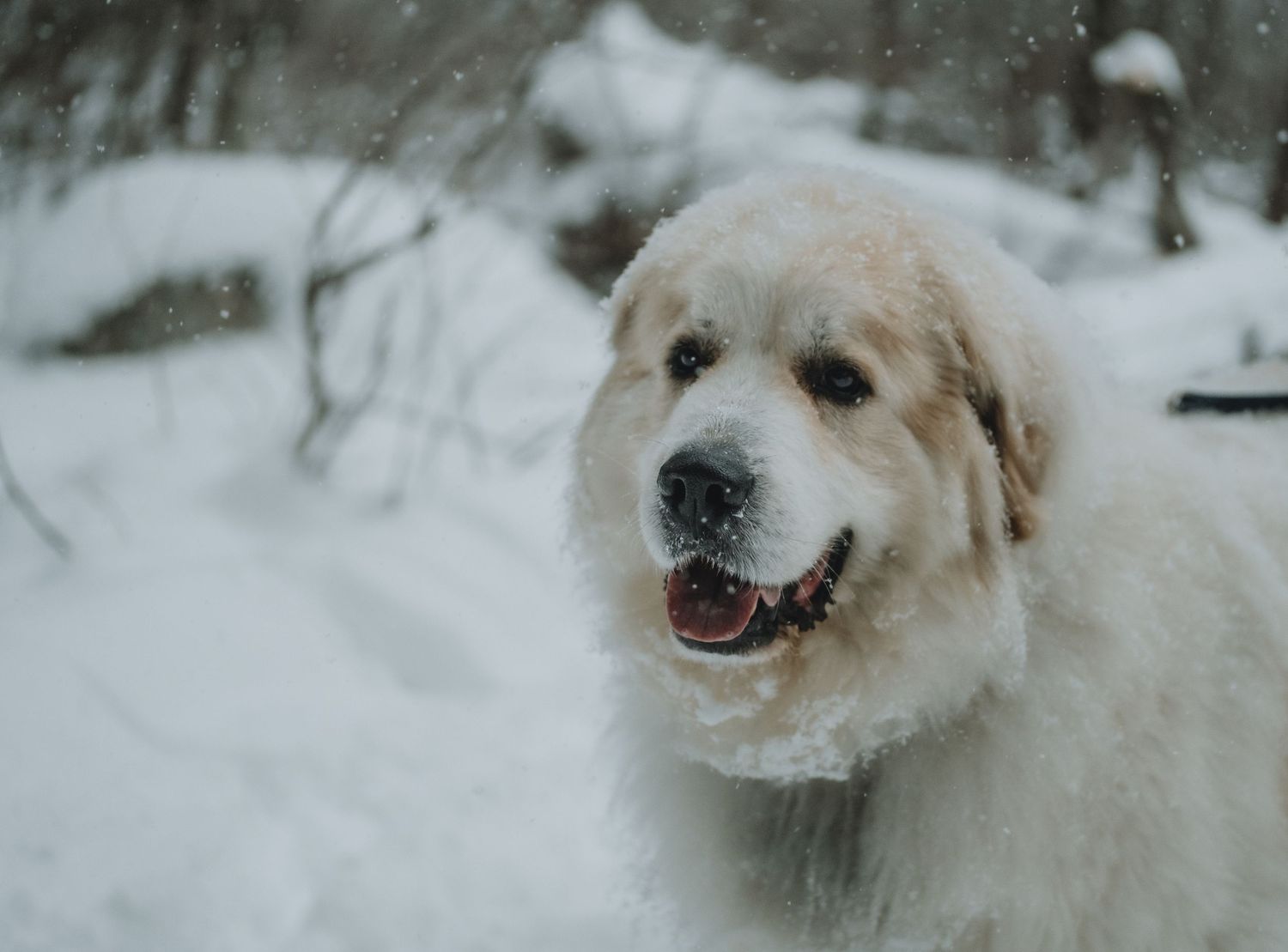 happy dog in the snow