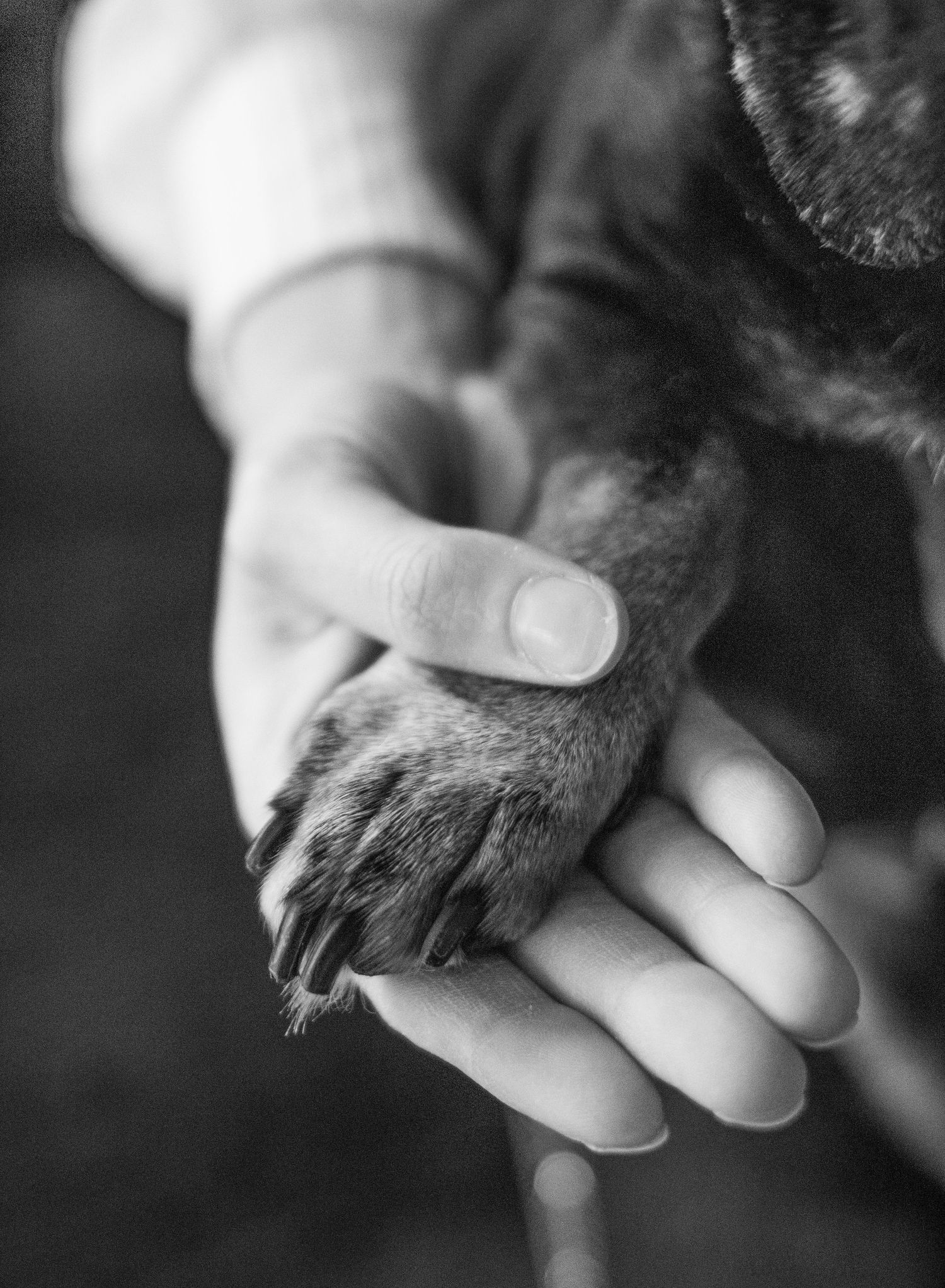 senior pet, pet photography, holding dog's paw, end of life pet photographer, Moncton, Riverview, Dieppe.