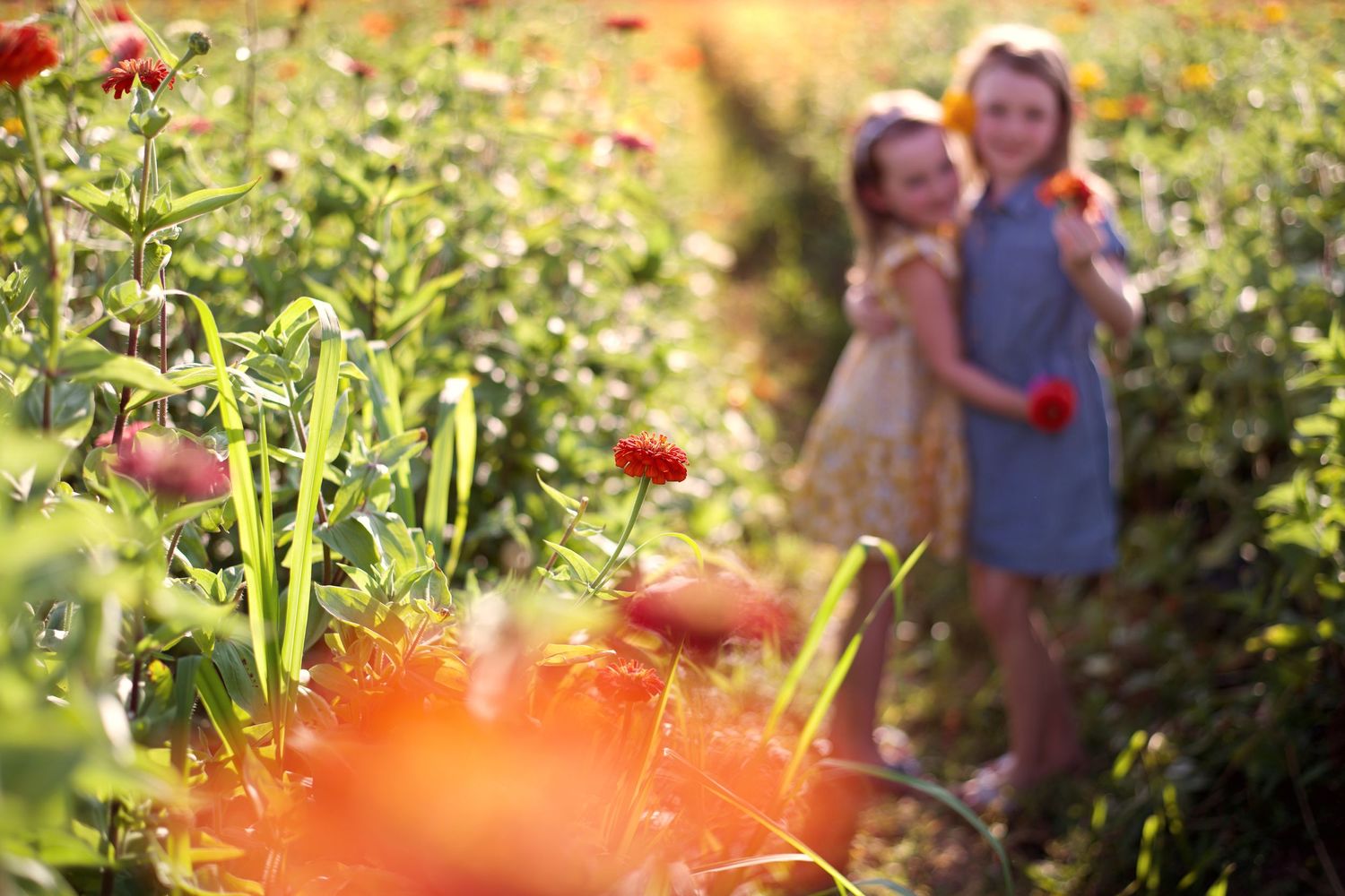 Summer flower field, two sisters; siblings; flowers; zinnias; sunset; florals; bright colors