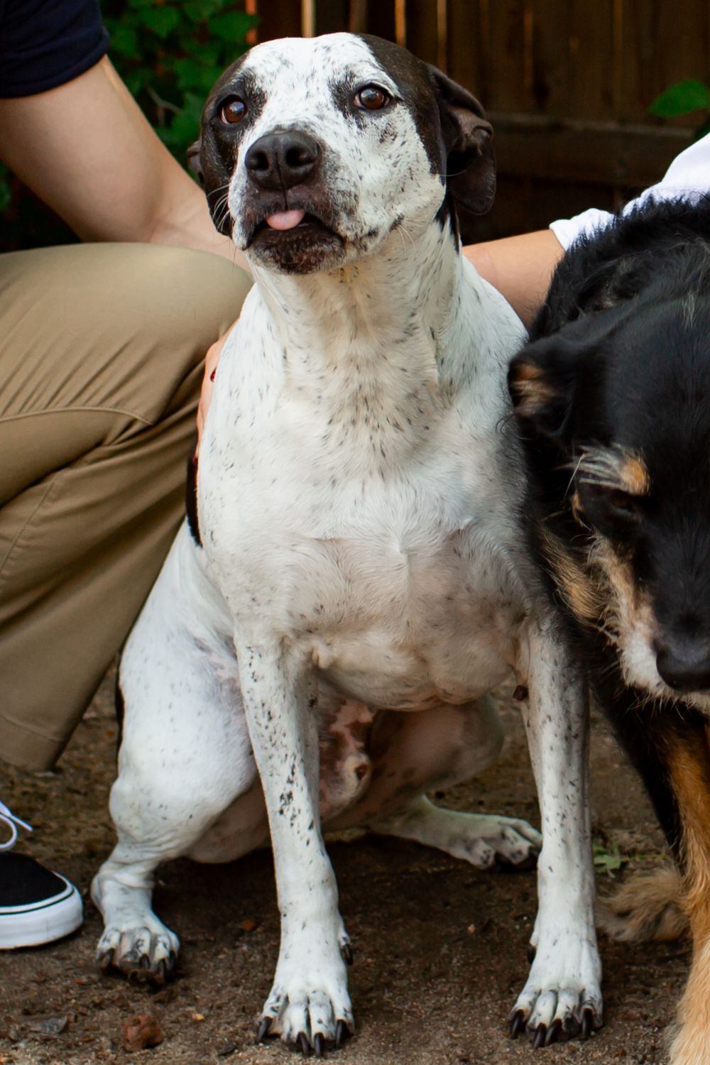 Colorado pet portrait photographer, Colorado pet photographer, Denver pet photographer, Denver pet portrait photographer