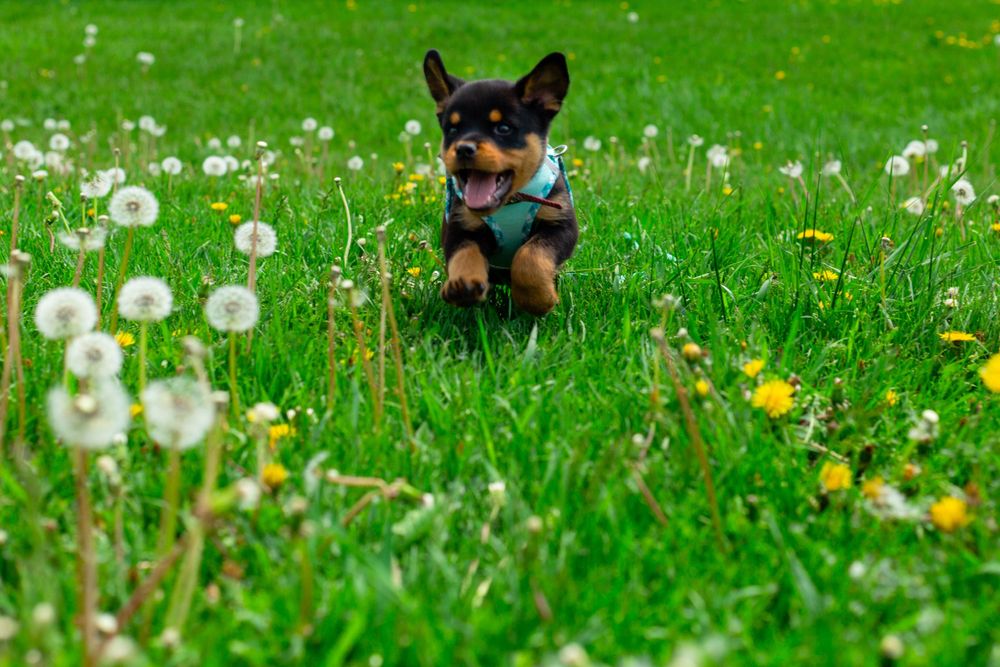 Colorado pet portrait photographer, Colorado pet photographer, Denver pet photographer, Denver pet portrait photographer