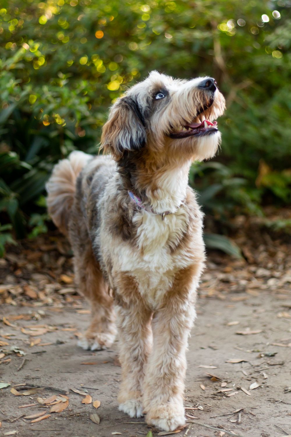 Colorado pet portrait photographer, Colorado pet photographer, Denver pet photographer, Denver pet portrait photographer
