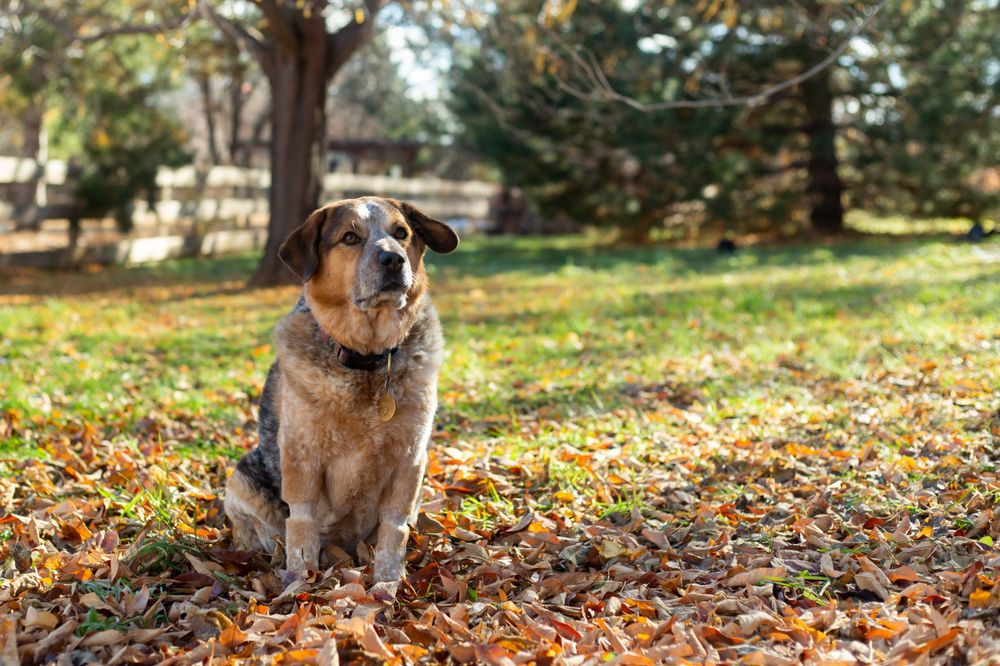 Colorado pet portrait photographer, Colorado pet photographer, Denver pet photographer, Denver pet portrait photographer