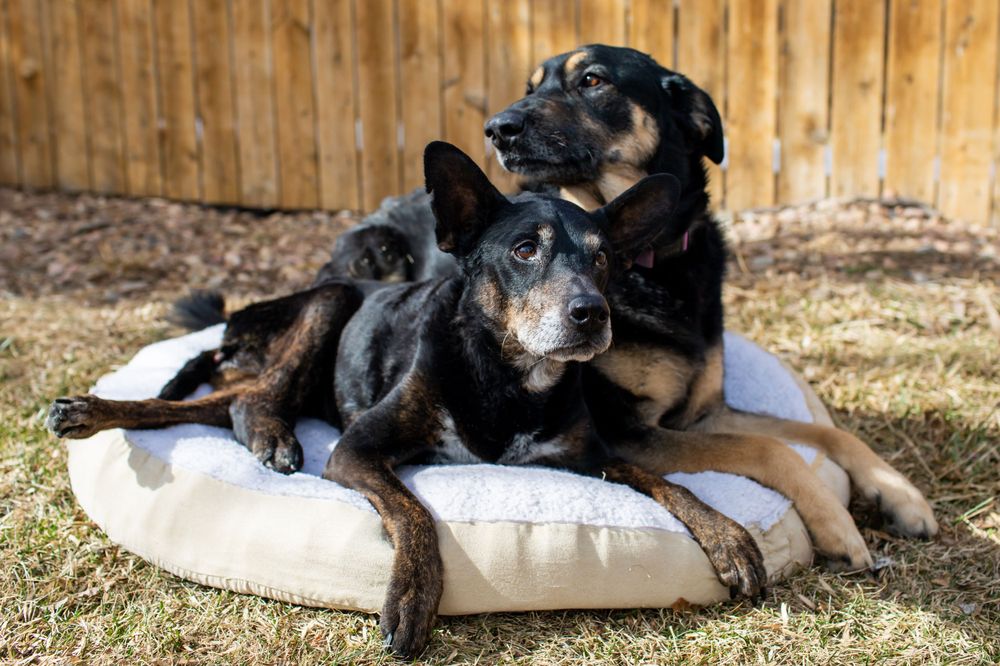 Colorado pet portrait photographer, Colorado pet photographer, Denver pet photographer, Denver pet portrait photographer