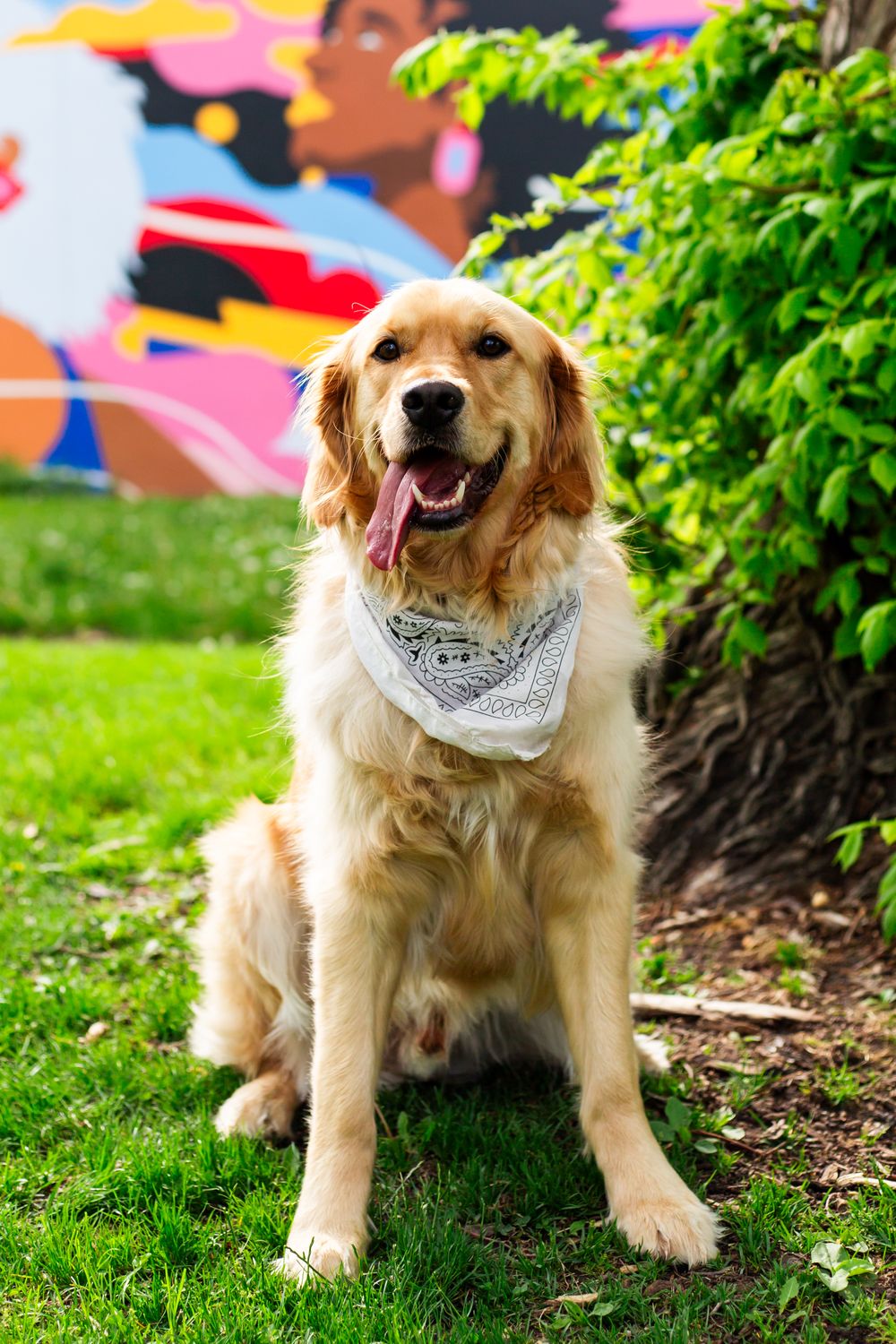 Colorado pet portrait photographer, Colorado pet photographer, Denver pet photographer, Denver pet portrait photographer