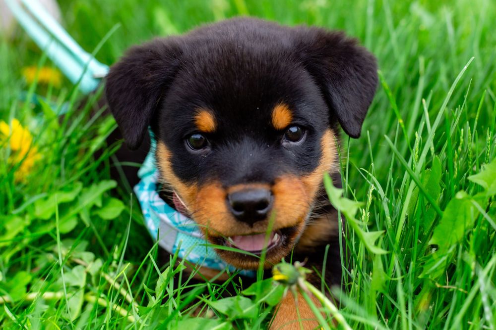 Colorado pet portrait photographer, Colorado pet photographer, Denver pet photographer, Denver pet portrait photographer