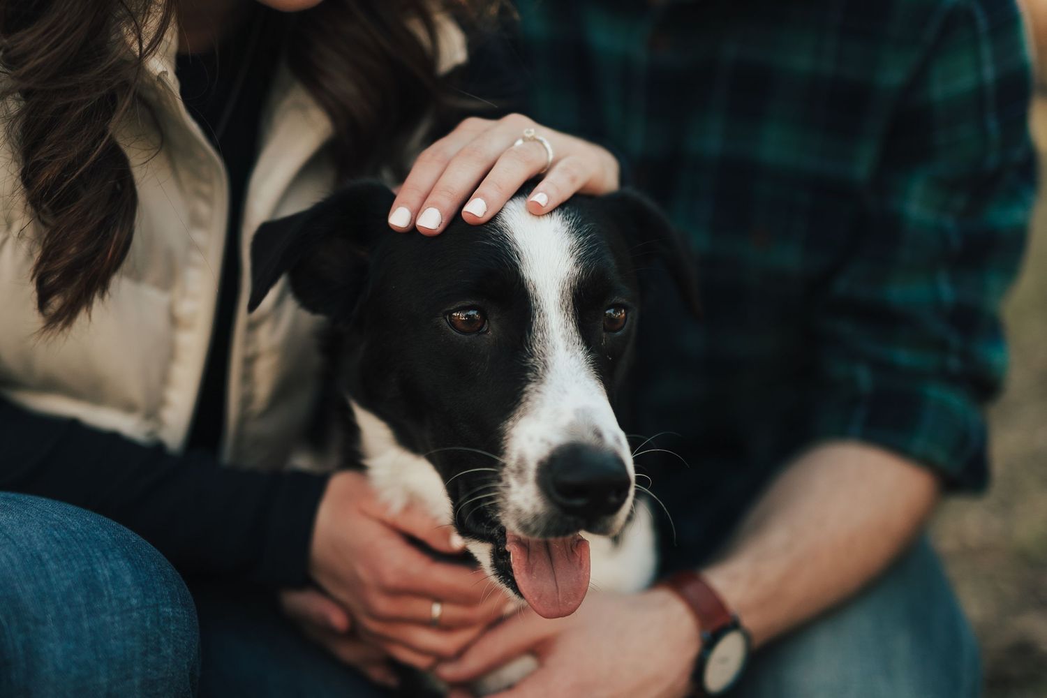 Border collie lab mix