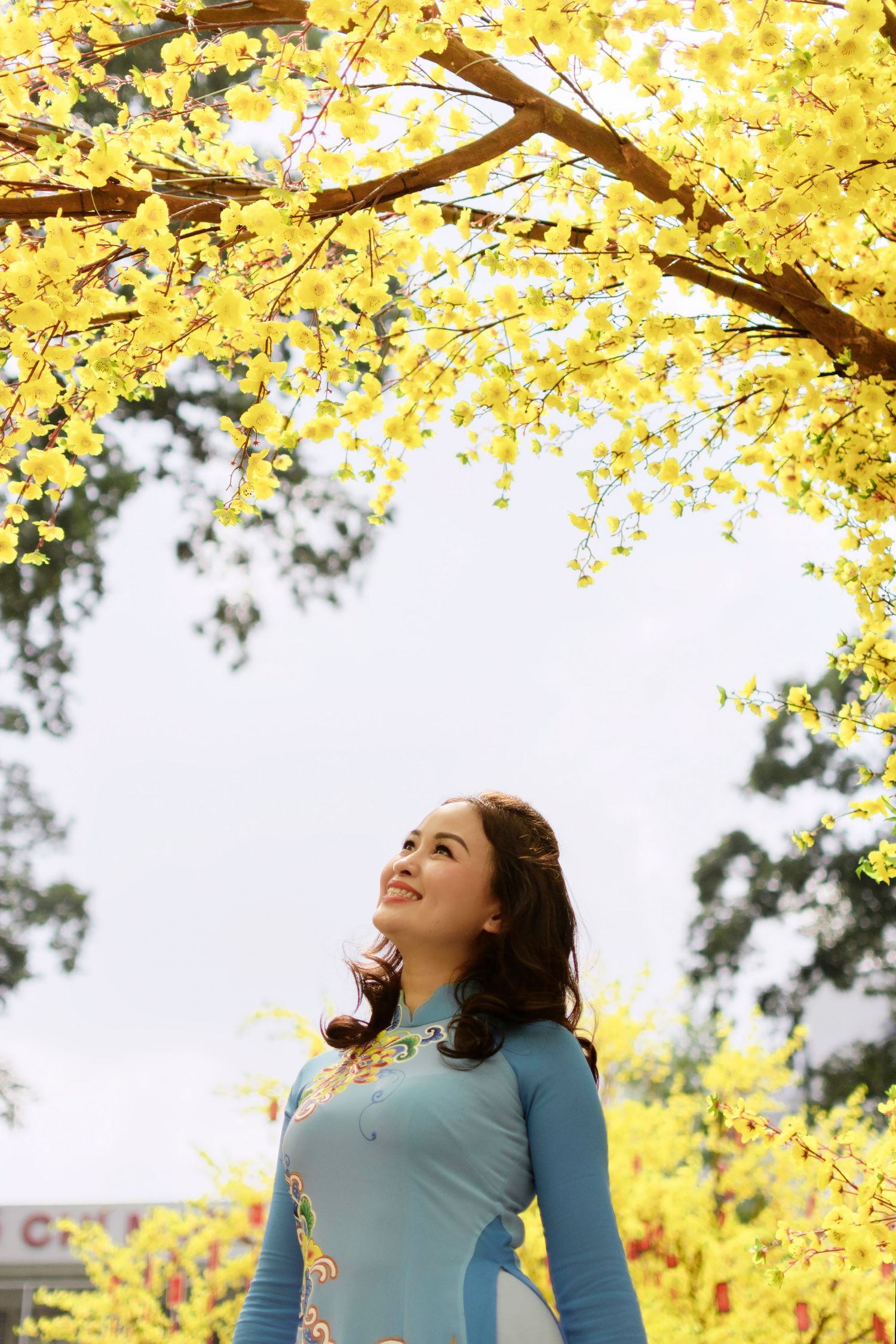 Tet photoshoot under yellow apricot blossoms in Thanh Nien Cultural House by photographer Anastasia Sokyrka in Saigon