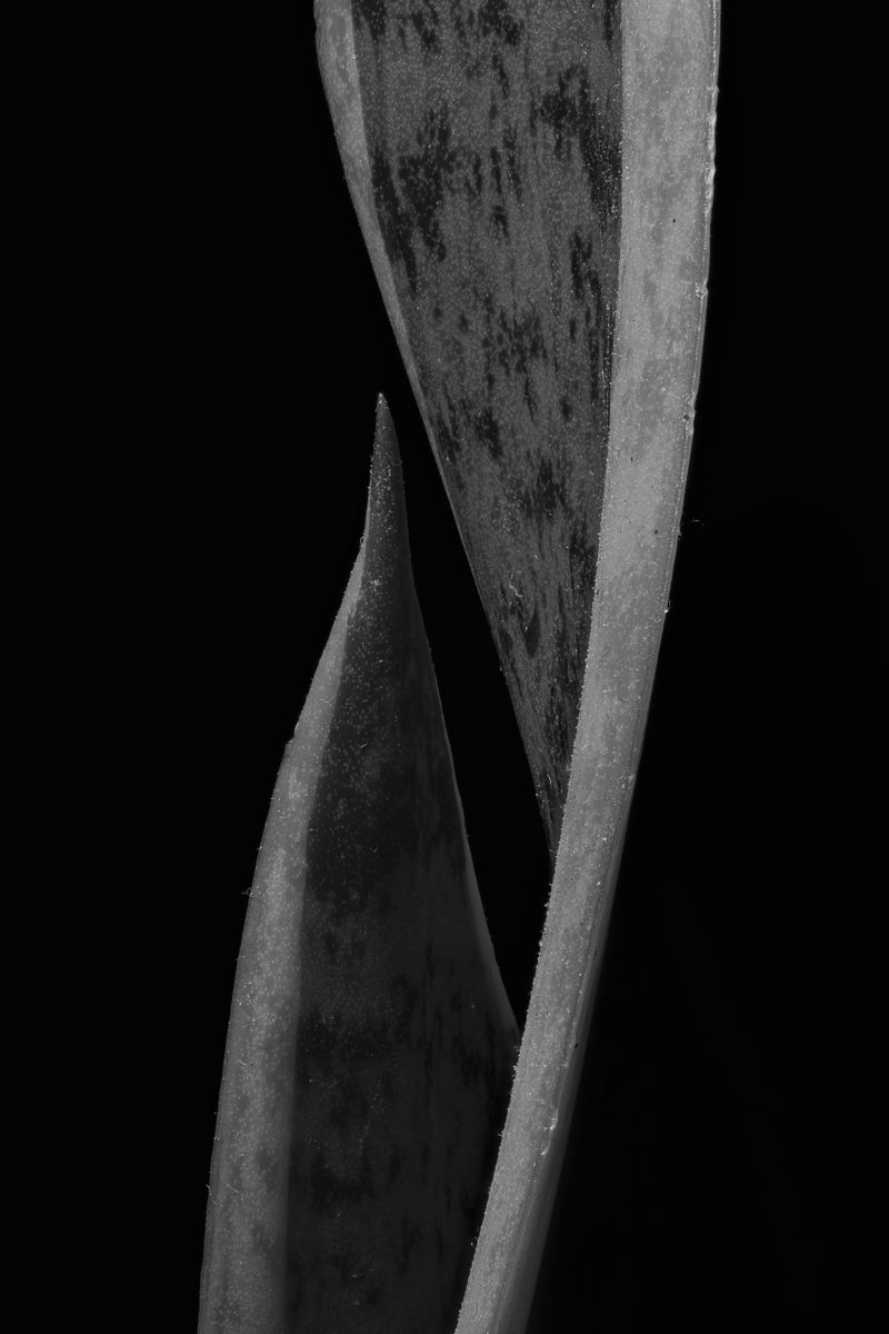 Snake Plant - Dracaena trifasciata