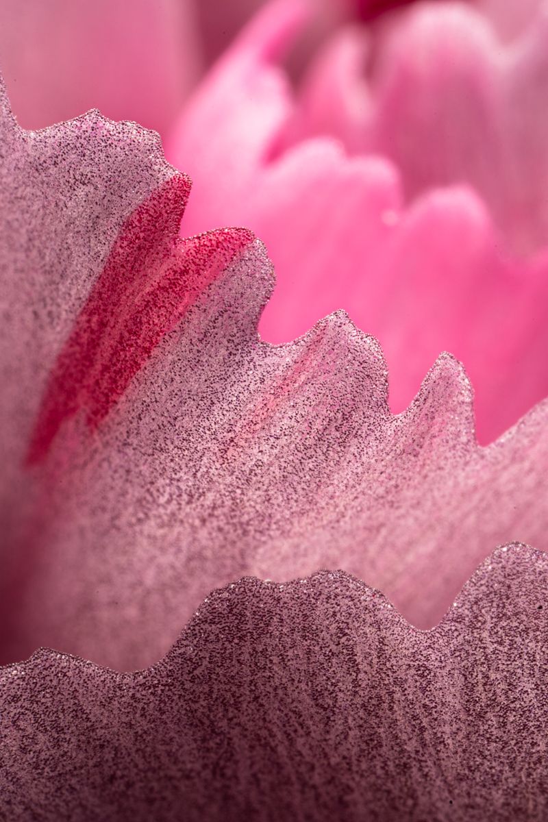 Carnation - Dianthus caryophyllus
