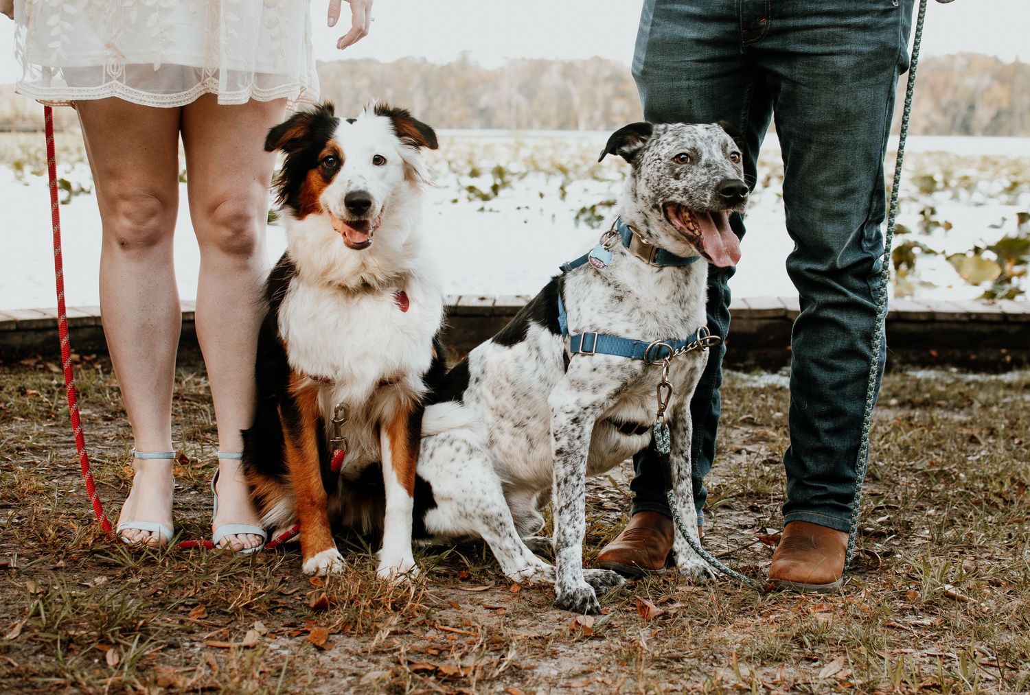 Wedding party photo featuring dogs and their owners' legs in casual outdoor setting.