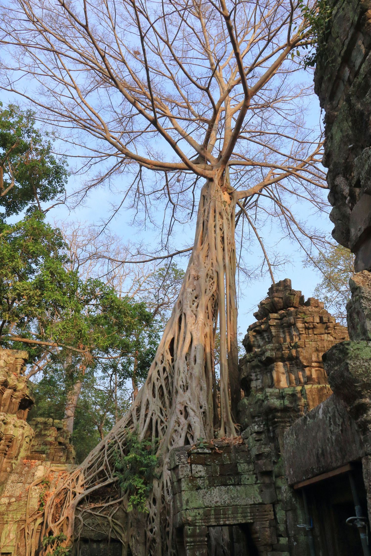 Massive tree with sprawling aerial roots grows through ancient stone temple walls in Cambodia.