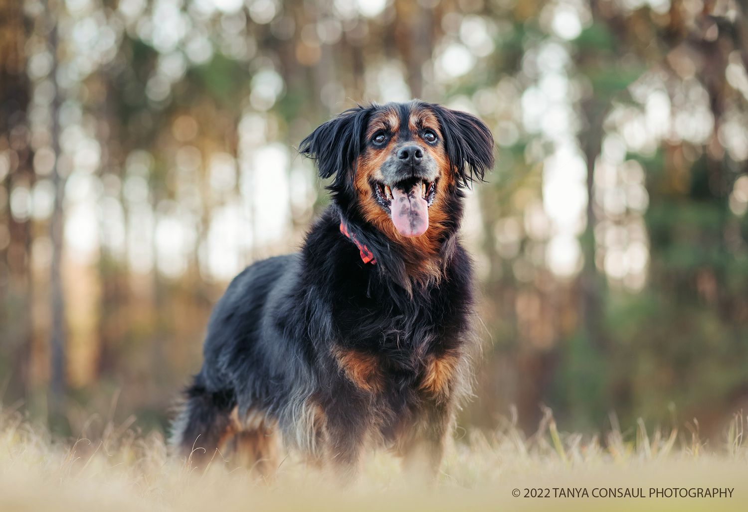 Pet photography settings