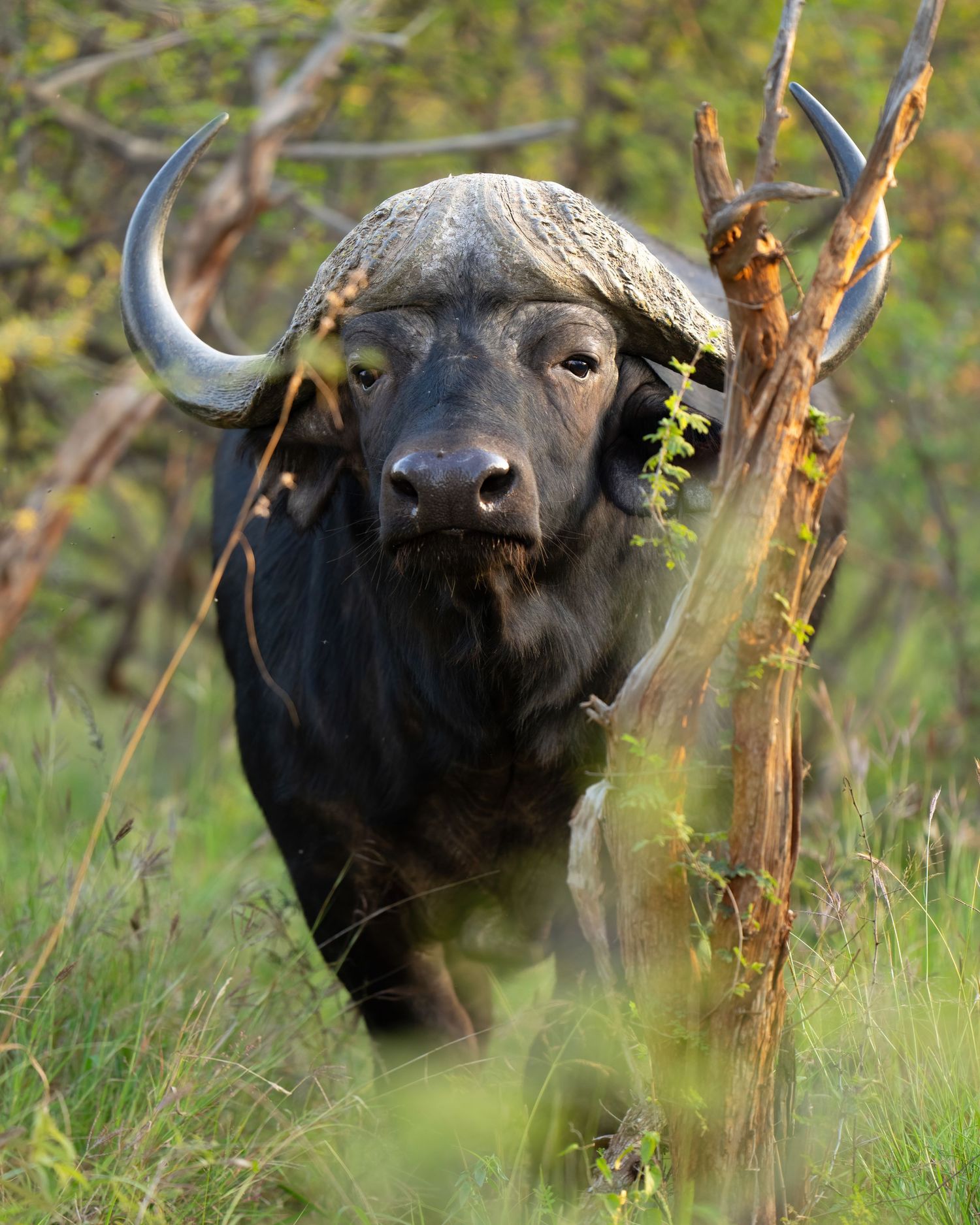 A Cape buffalo peers through vegetation with its large curved horns and intimidating gaze.