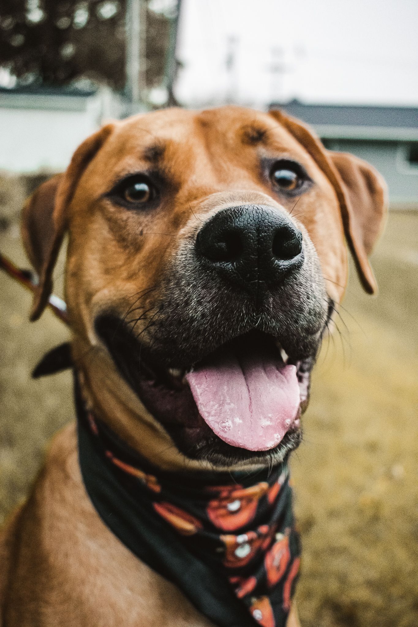 Close-up portrait of a happy brown dog wearing a black and orange bandana.