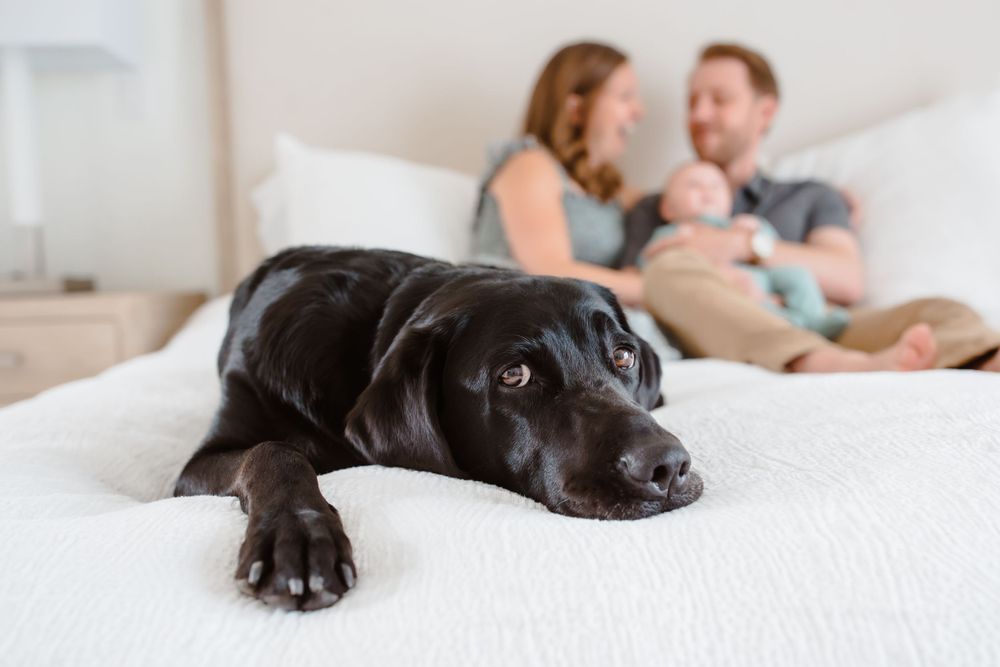 A black lab looks into the camera while a mom, dad and baby snuggle in the background in their bedroom