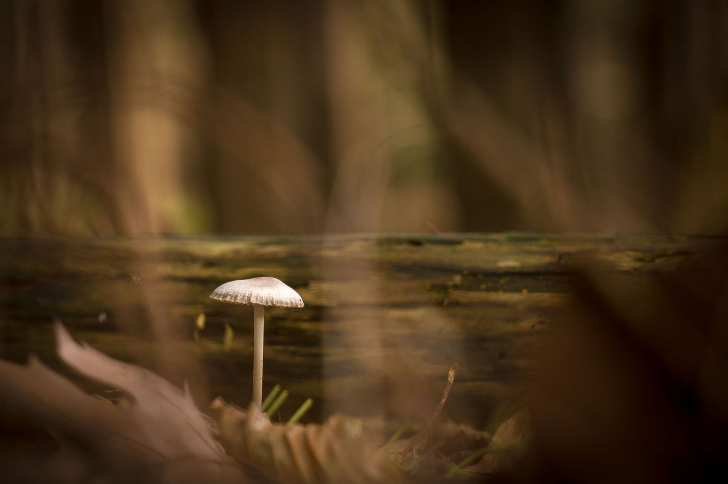 close up beeld van een witte paddenstoel in het bos. Het bos heeft vooral bruine en gele tinten en is onscherp.