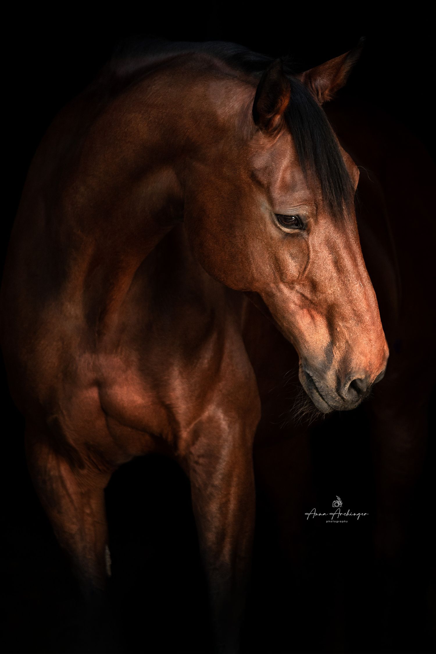 Dramatic portrait of a bay horse against black background.