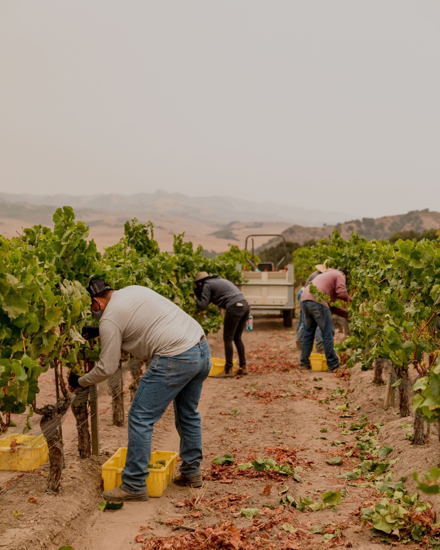 Vineyard workers harvest grapes in Santa Maria, California