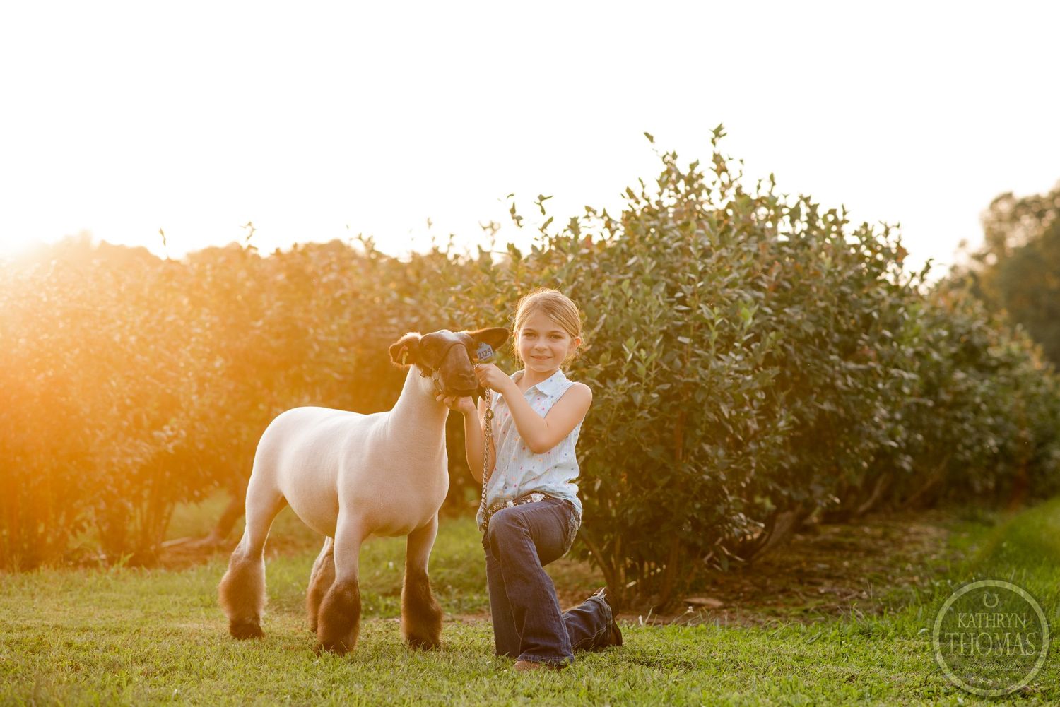 Young showman poses with white show lamb in front of bushes at sunset.