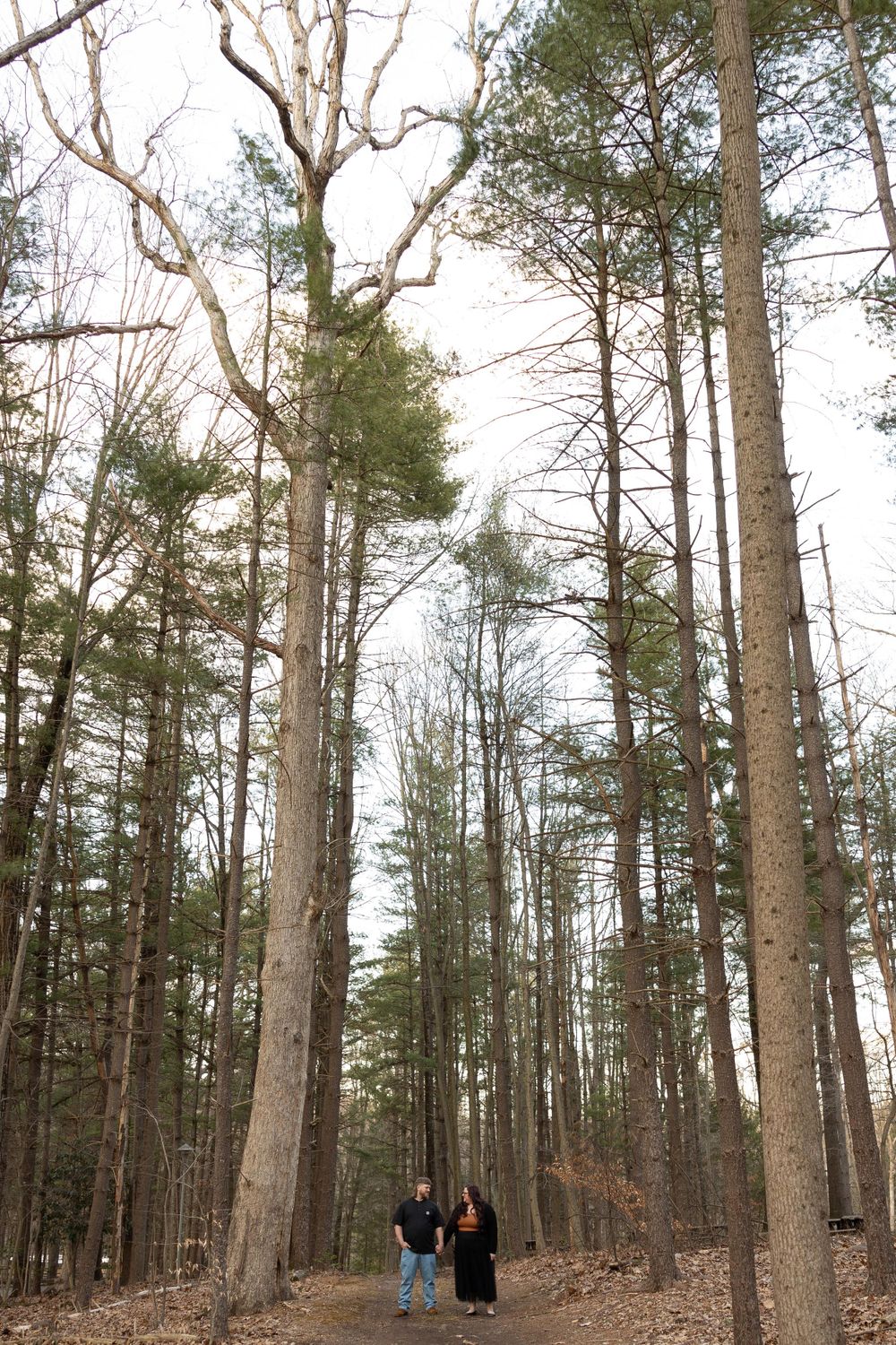 Two figures walk along a forest path surrounded by tall pine trees on a cloudy day.