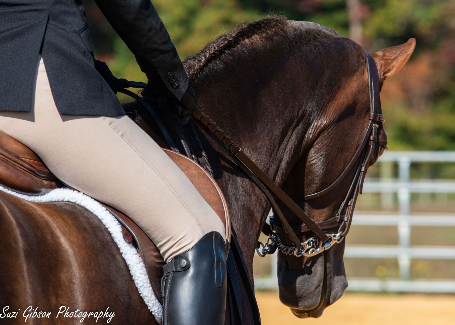 horse horse show suzi gibson  photography maryland prince frederick dmv