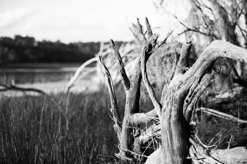 Black and white photo of weathered driftwood branches against a blurred water landscape.