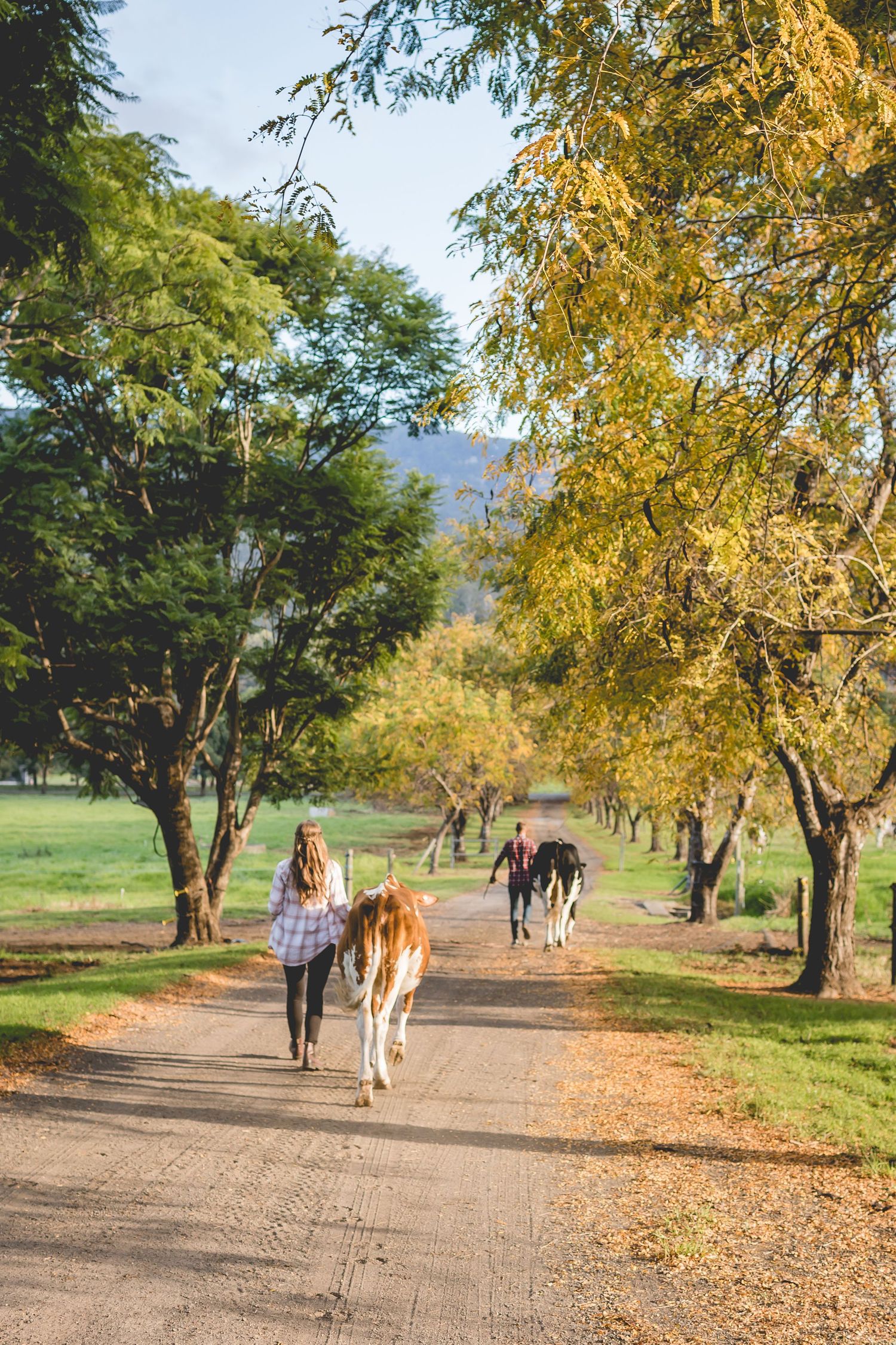 Woman walking with calf on tree-lined autumn path with golden foliage.