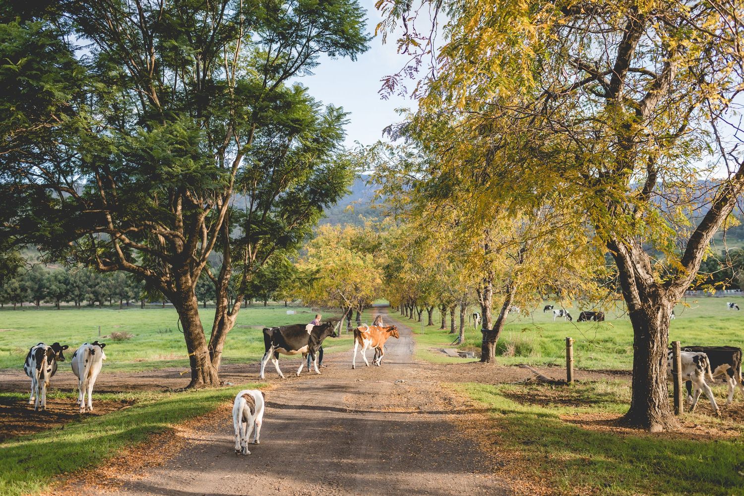 Tree-lined country road with cows grazing in pasture on sunny autumn day.