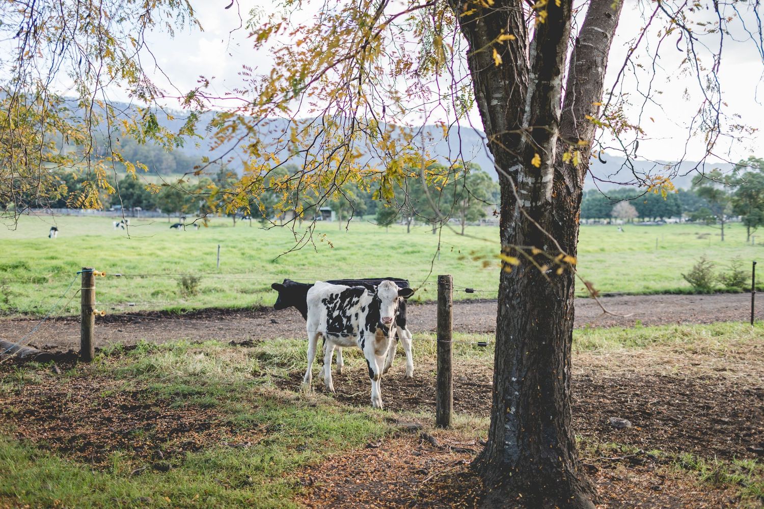 Holstein dairy cow standing by fence near large tree in rural pasture.
