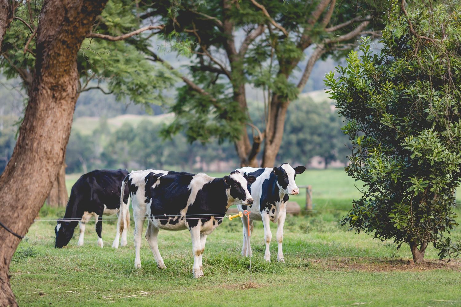 Black and white dairy cows grazing in a green pasture under large trees.
