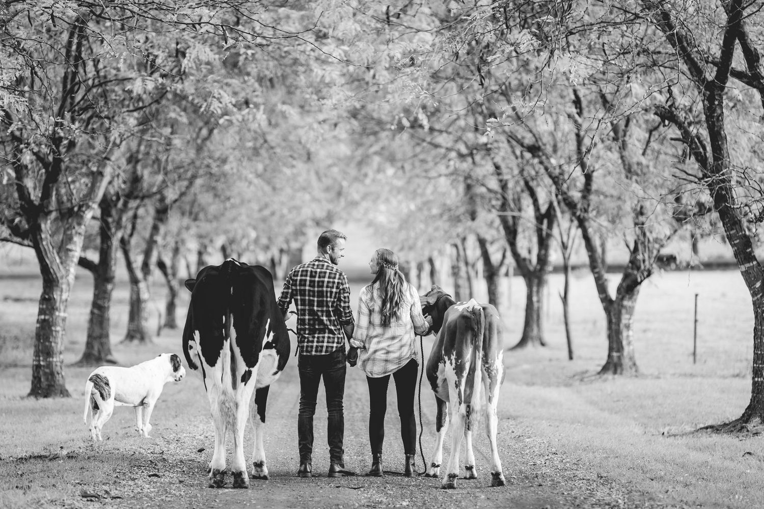 Black and white image of small group with dairy calves under tree-lined path.