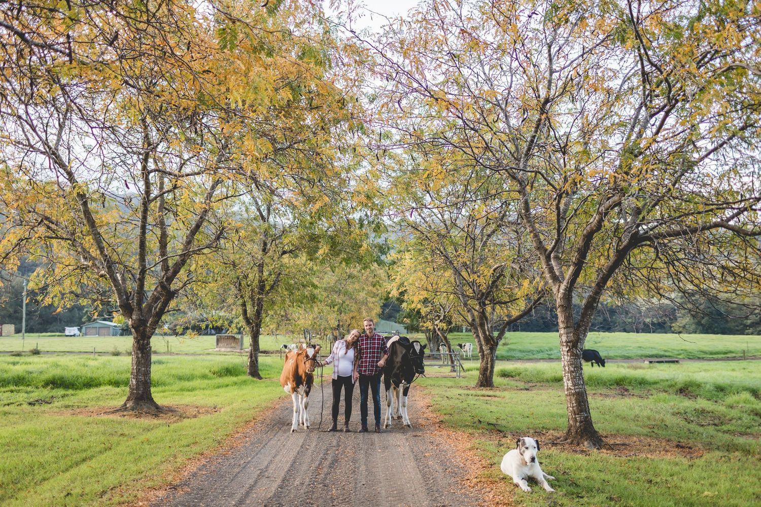A group strolls down a tree-lined path with cows and a dog on an autumn day in a pastoral setting.