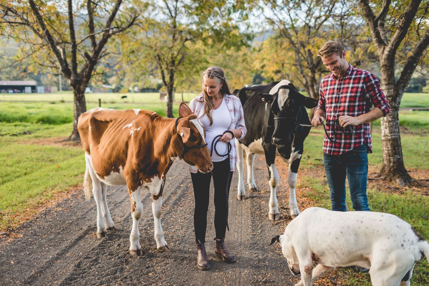 People walking with brown and black cows on a country path with autumn trees and a white dog.