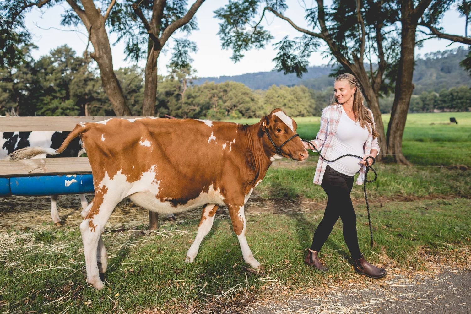 Woman walking with brown and white cow on rural farm path.