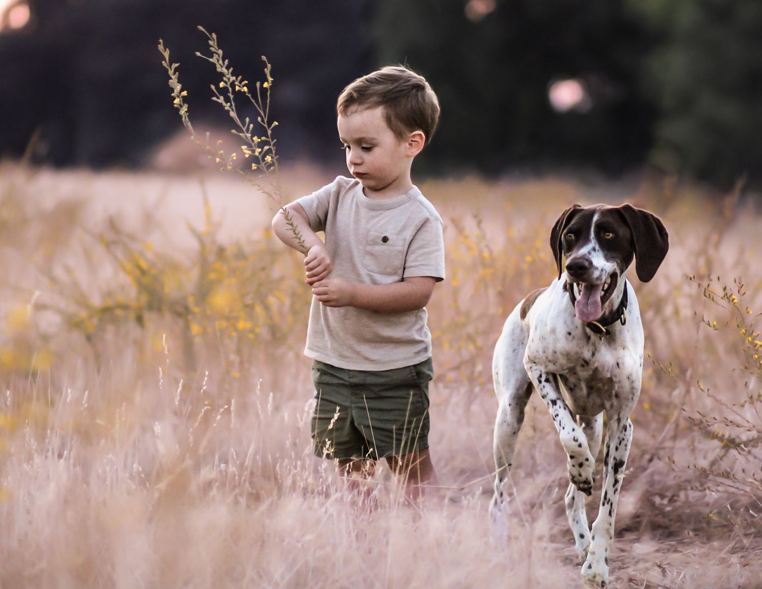 Young boy in khaki shirt and green shorts walks with a spotted pointer dog in a field.