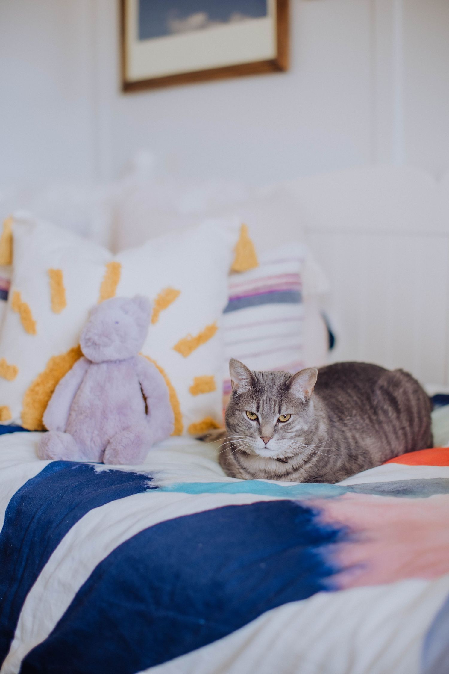 A grey cat lounges on colorful bedding with yellow accents and navy blue pillows.
