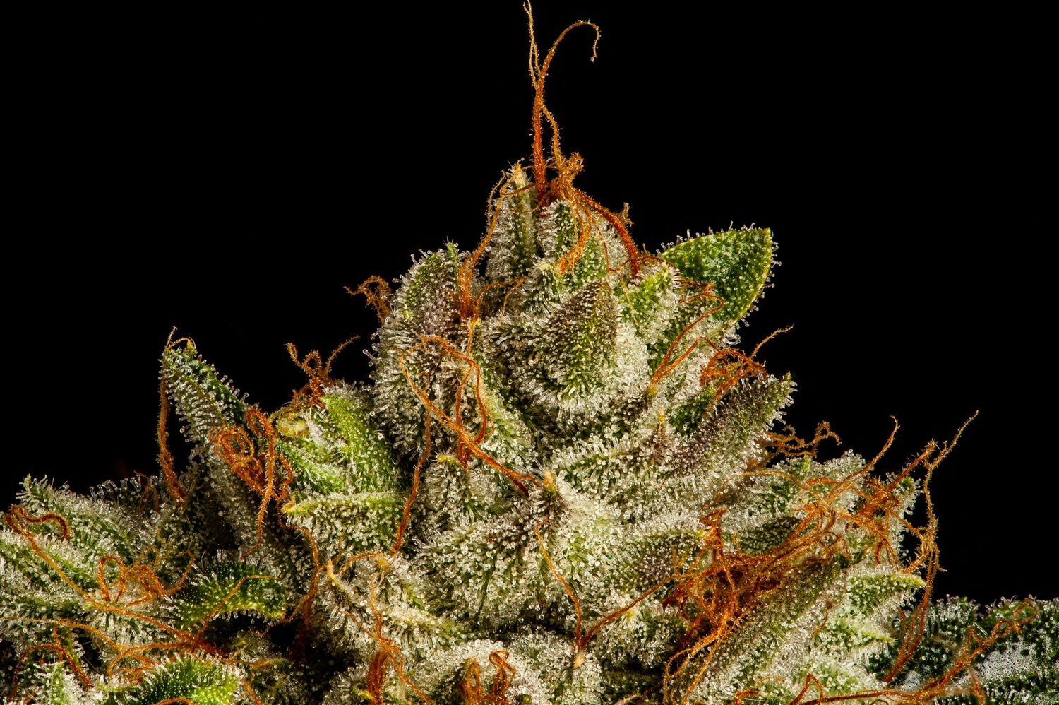 Flamingo Fine Cannabis Wifi 43
