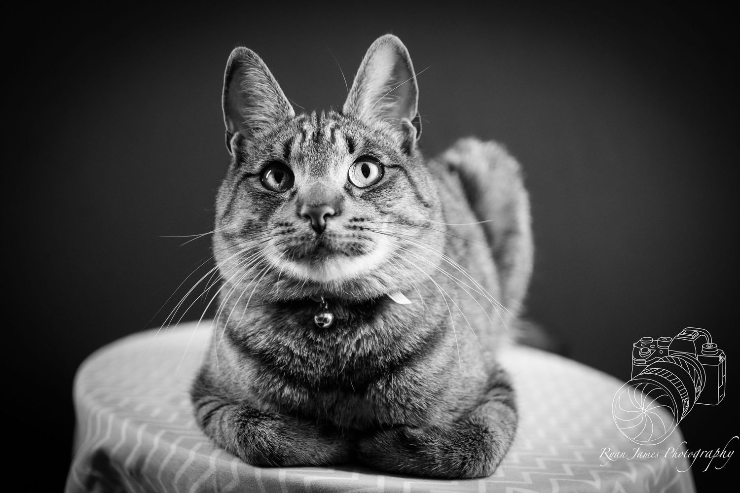 Black and white portrait of a tabby cat looking upward with alert eyes and perked ears.